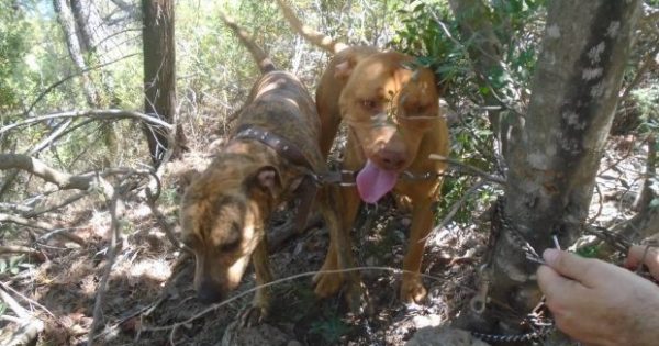 ΦΡΙΚΗ: Έδεσε και εγκατέλειψε 2 σκυλιά σε ορεινή περιοχή της Σαλαμίνας για να πεθάνουν από δίψα & πείνα