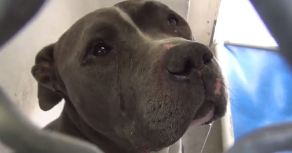 ΘΑ ΚΛΑΨΕΤΕ: Pit bull καταρρέει όταν η οικογένειά του το αφήνει σε καταφύγιο σκύλων