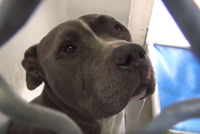 Σκύλος σκύλοι πίτμπουλ καταρρέει Pitbull 