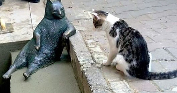 Ο πιο διάσημος γάτος της Κωνσταντινούπολης έχει πλέον το δικό του άγαλμα