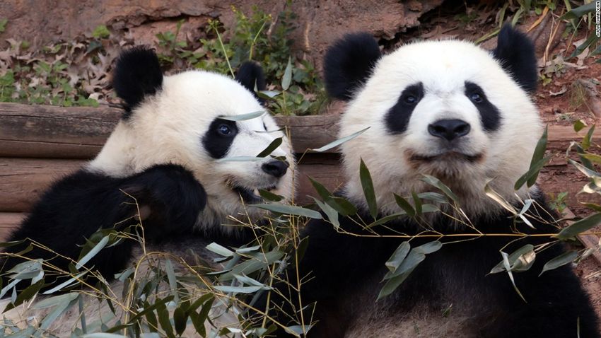 πάντα δίδυμα panda panda 