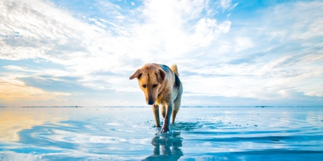 193999-dog-beach-clouds-sea-animals-mascot-water-blue-white-nature