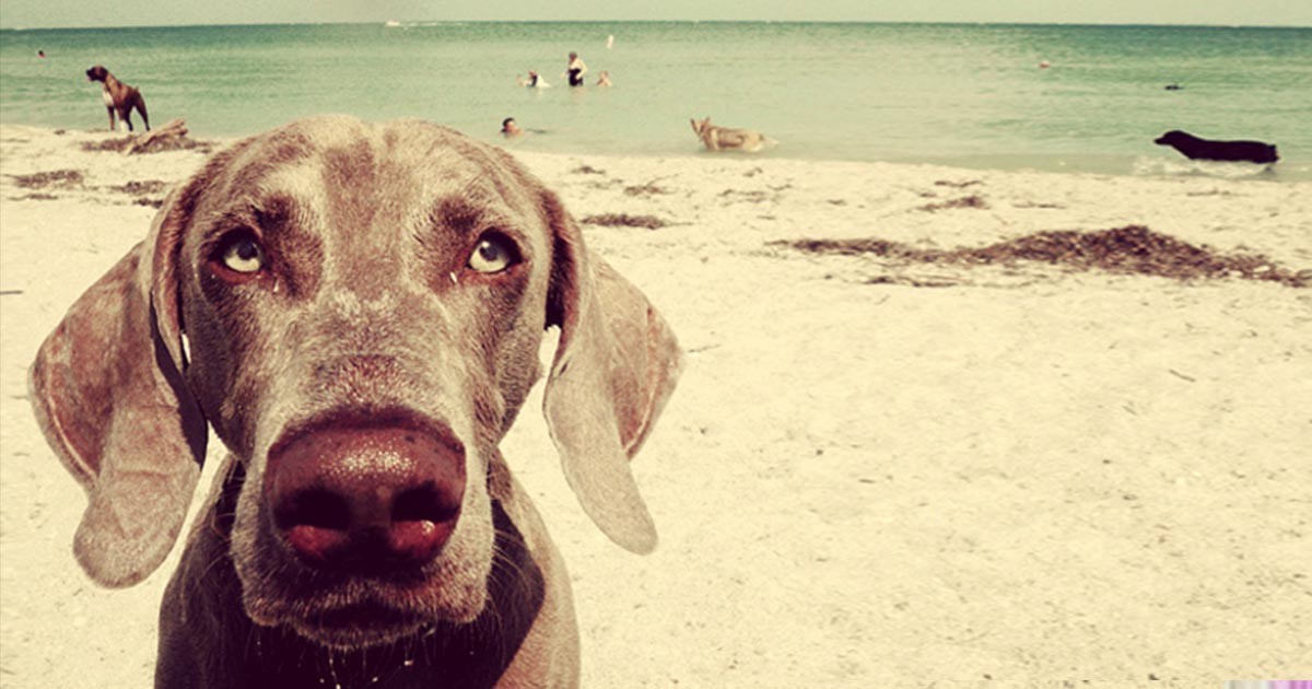 Σκύλος σκύλοι παραλίες παραλία κατοικίδια παραλίες κατοικίδια παραλία κατοικίδια γάτες Γάτα ακαθαρσίες 