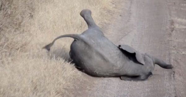 Μωρό ελεφαντάκι video – Drama queen: Χτυπιέται στον δρόμο για να μην περπατήσει