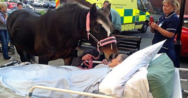 Άλογο φιλάει την ιδιοκτήτρια του που σβήνει από καρκίνο στο νοσοκομείο και εκπληρώνει την τελευταία της επιθυμία