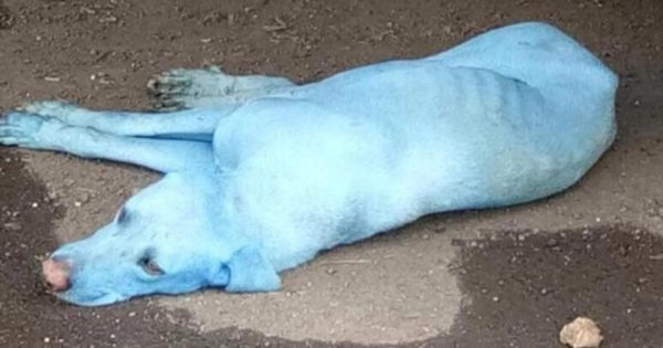 Γιατί οι σκύλοι στην Ινδία γίνονται… μπλε (vid)