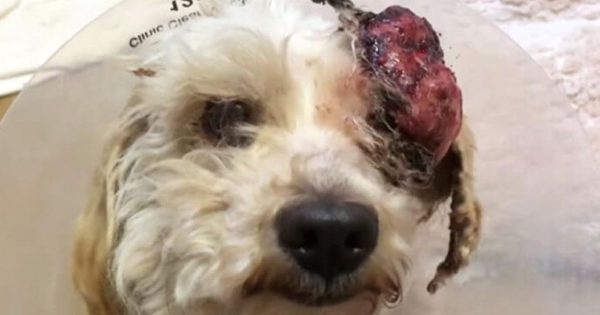 Ο κτηνίατρος ήταν έτοιμος να της κάνει ευθανασία λόγω του τεράστιου όγκου στο κεφάλι της! Δείτε την σήμερα και δεν θα πιστεύετε στα μάτια σας