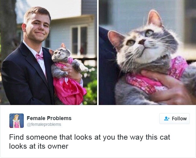 γάτες 