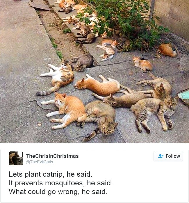 γάτες 