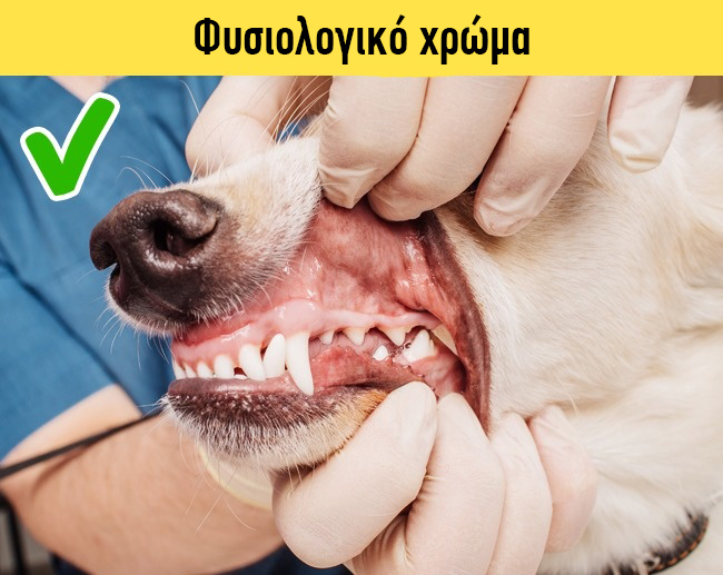 Σκύλος κτηνίατρος Γάτα 