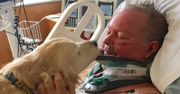 Σκύλος έμεινε για 20 ώρες δίπλα στον βαριά τραυματισμένο ιδιοκτήτη του ώστε να τον κρατήσει ζωντανό μέχρι να φτάσει βοήθεια