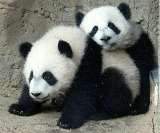 πάντα δίδυμα panda panda 