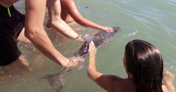 Οι «εγωιστές» τουρίστες και ο θάνατος του μικρού δελφινιού