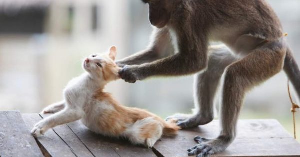 Ξεκαρδιστικό βίντεο: Μαϊμούδες εναντίον… σκυλιών και γατιών!