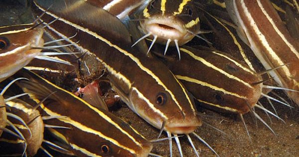 ΠΡΟΣΟΧΗ: Το ψάρι με το θανατηφόρο άγγιγμα βρίσκεται στις ελληνικές θάλασσες!