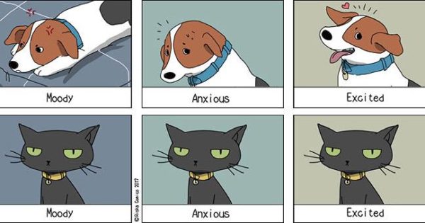 Οι ξεκαρδιστικές διαφορές σκύλου και γάτας
