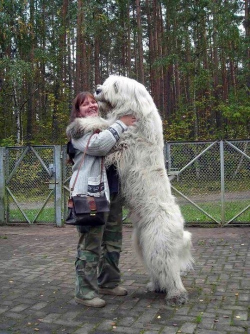 μεγαλόσωμοι σκύλοι μεγαλόσωμα σκυλιά 