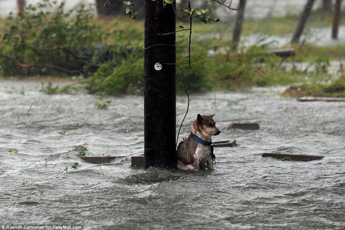 τυφώνας Χάρβεϊ διάσωση σκύλου Daily Mail 