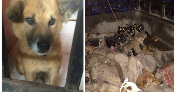 Δεκάδες σκυλιά στοιβαγμένα σε τσάντες σώθηκαν λίγο πριν τα βράσουν ζωντανά και τα φάνε