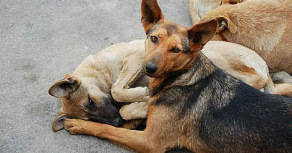 Πώς να σώσετε ένα ζώο από φόλα; Εκατοντάδες σκύλοι και γάτες χάνουν τη ζωή τους κάθε χρόνο στην χώρα μας…