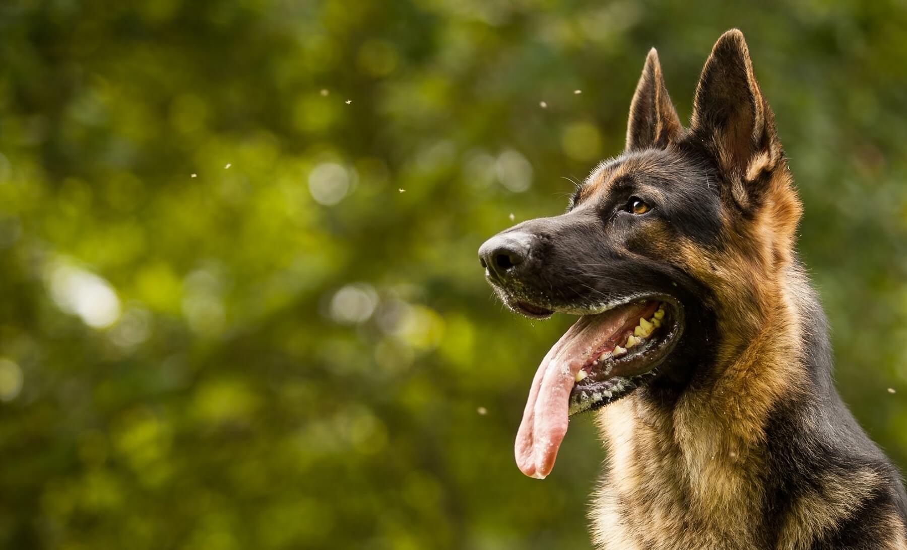 σκύλοι – αστυνόμοι σκύλοι ράτσες 