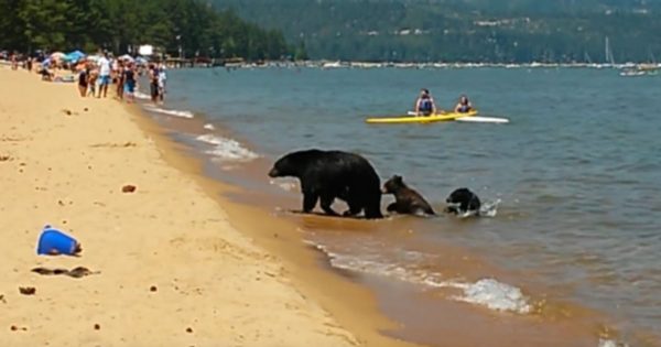 Μαμά αρκούδα με τα μωρά της πήγε στην παραλία γεμάτη κόσμο και βούτηξε στην θάλασσα