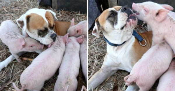 Αδέσποτος σκύλος υιοθέτησε 8 μικρά γουρουνάκια και τα φροντίζει σαν παιδιά του