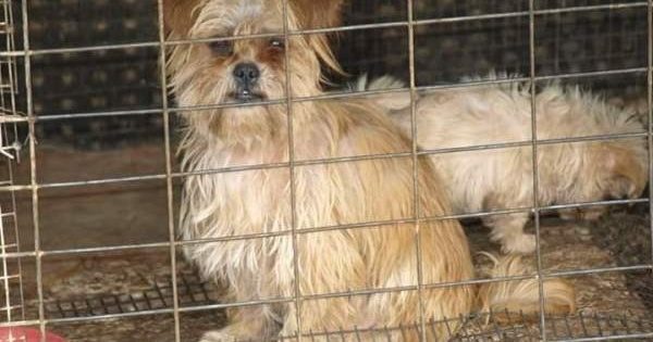 Έσωσαν δεκάδες εξαθλιωμένα αδέσποτα σκυλιά που ζούσαν φυλακισμένα σε «καταφύγιο» – κολαστήριο στον Άγιο Νικόλαο Λασιθίου Κρήτης