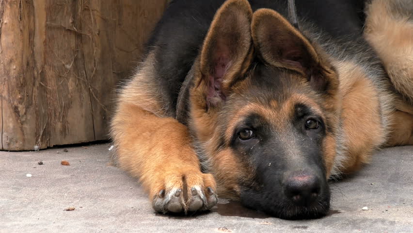 υιοθεσία Σκύλος ράτσα ποιμενικός μην υιοθετήσεις γερμανικός ποιμενικός γερμανικός 