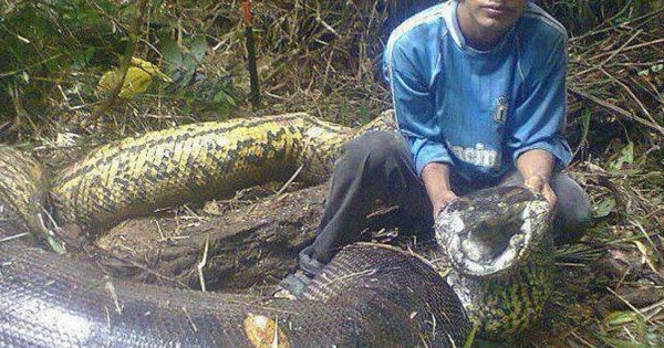 Βίντεο: Τα 5 μεγαλύτερα φίδια στον κόσμο