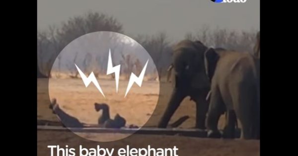 Μαμά ελέφαντας σώζει το εγκλωβισμένο μωρό της