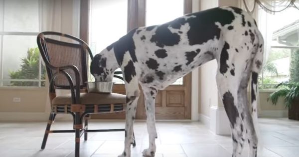 Ο ψηλότερος θηλυκός σκύλος του κόσμου