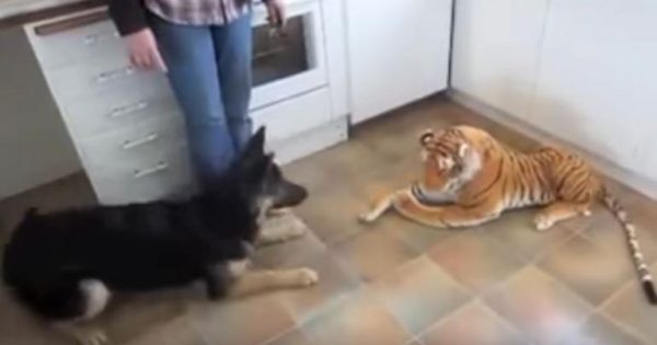 Σκύλος φρικάρει με ένα λούτρινο λιοντάρι