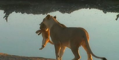 Όταν το λιονταράκι δεν ακούει τη μαμά του