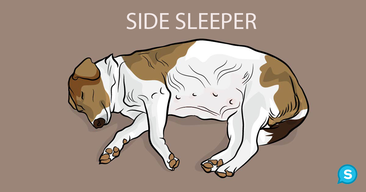 στάσεις ύπνου σκύλων σκύλος και ύπνος σκύλοι πως κοιμάται ο σκύλος σας γιατί κοιμάται έτσι ο σκύλος μου 