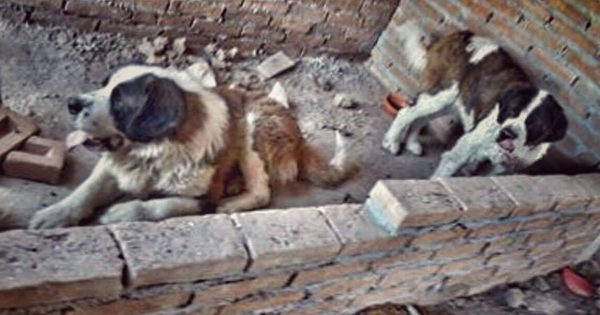 Δύο σκύλοι στο Μεξικό διασώθηκαν από ένα μπαλκόνι στο οποίο πέρασαν τα τελευταία 4 χρόνια παγιδευμένοι