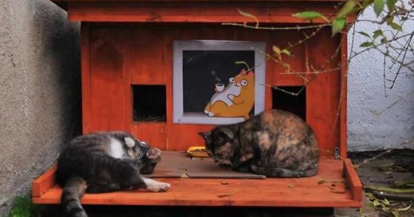 Φιλοζωϊκή οργάνωση στην Ρίγα της Λετονίας φτιάχνει μικρά σπιτάκια για αδέσποτες γάτες για να της βοηθήσει να περάσουν τον χειμώνα