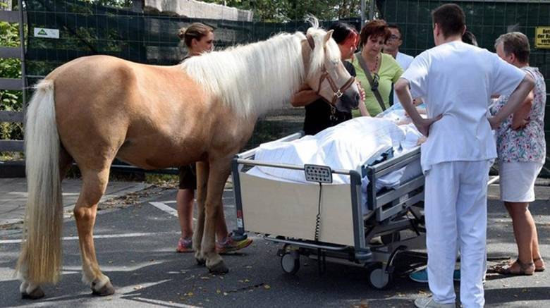 zawoy-horse-meets-with-dying-owner
