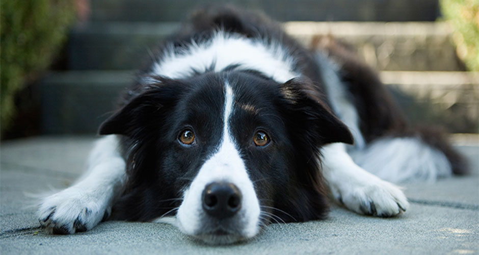 σκύλος επιληψία σκύλος ασθένειες Σκύλος σκύλοι επιληψία επιληψία στους σκύλος επιληψία 