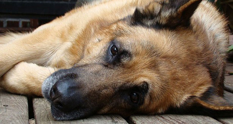 σκύλος επιληψία σκύλος ασθένειες Σκύλος σκύλοι επιληψία επιληψία στους σκύλος επιληψία 