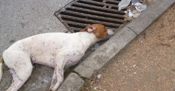 Νεκρά από φόλες 10 αδέσποτες γάτες και σκύλοι στο κέντρο της Λάρισας