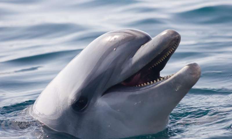 φάλαινες δελφίνια 