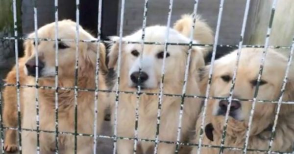 Κρατούσαν φυλακισμένα αυτά τα σκυλιά για χρόνια. Όταν αφέθηκαν ελεύθερα, η αντίδρασή τους μας έφερε δάκρυα στα μάτια…
