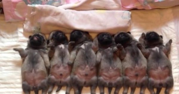 Αξιολάτρευτα νεογέννητα pugs πέφτουν για ύπνο, δείτε όμως τι κάνει αυτό που βρίσκεται τέρμα αριστερά!