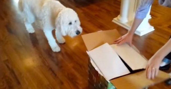 Έδωσαν στο σκύλο ένα κουτί με δώρο-έκπληξη για τα γενέθλιά του. Αυτό που είχε μέσα; Δε θα το πιστεύετε!