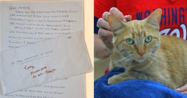 Ετοιμοθάνατη γυναίκα γράφει ένα σπαρακτικό γράμμα στον μελλοντικό ιδιοκτήτη της γάτας της