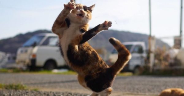 Φωτογράφος εξειδικεύεται στο να φωτογραφίζει γάτες σε πόζες νίντζα