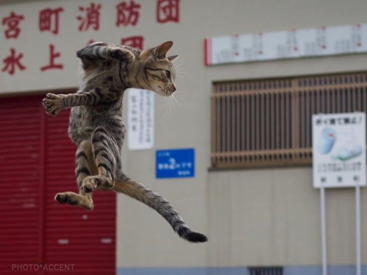 γάτα σε πόζες γάτα ninja 