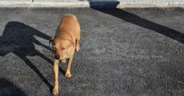 Ο σκύλος που πίστευαν πως χάθηκε με το σχολείο στο σεισμό, επέστρεψε στο πρώτο κουδούνι
