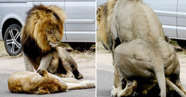 Λιοντάρια αποφάσισαν να ζευγαρώσουν στην μέση του δρόμου και προκάλεσαν μποτιλιάρισμα